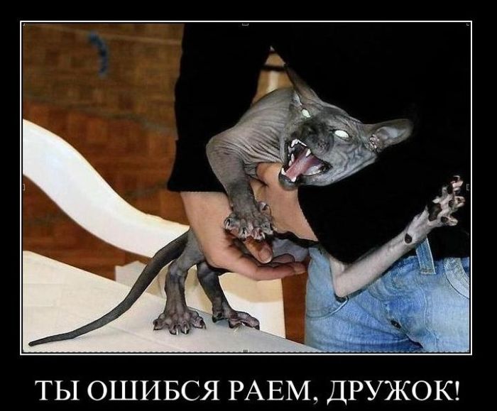 Демотиваторы приколы