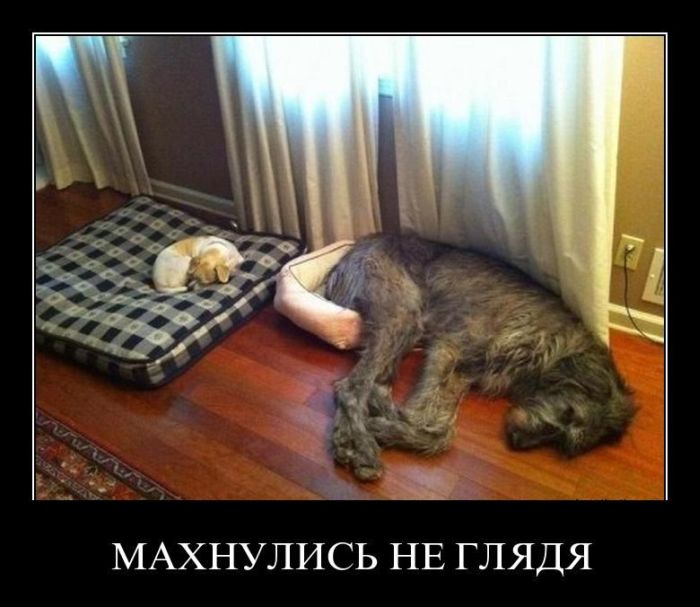 Демотиваторы приколы