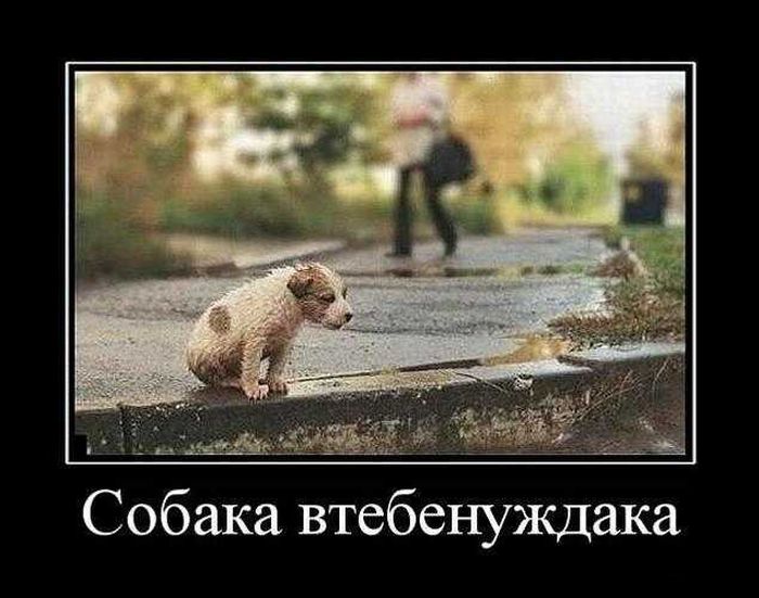 Демотиваторы приколы