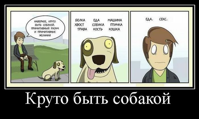 Демотиваторы приколы