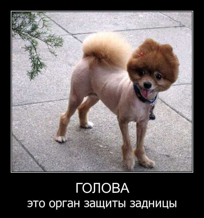 Демотиваторы приколы
