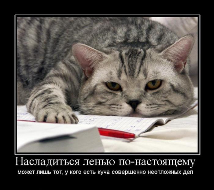 Демотиваторы приколы