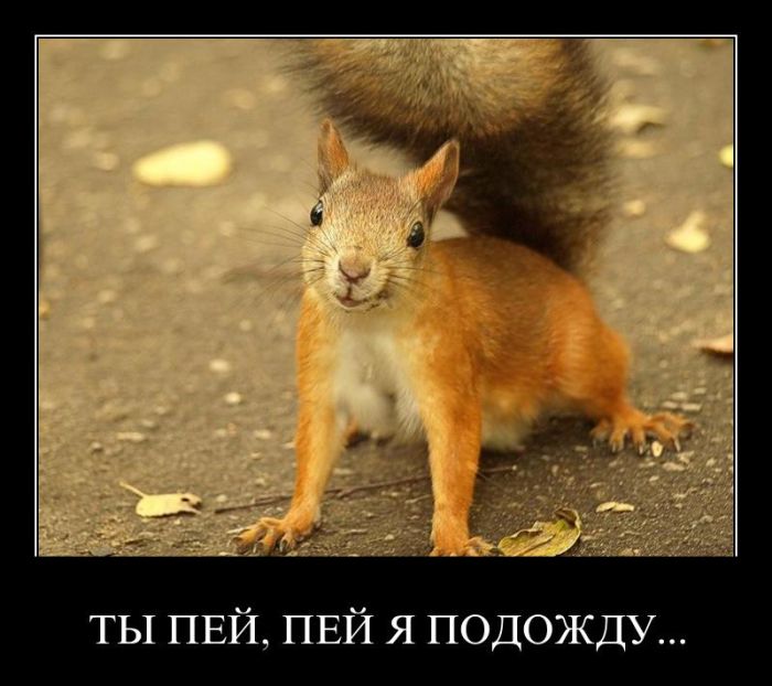 Демотиваторы приколы