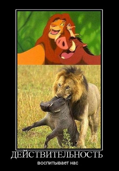 Демотиваторы приколы