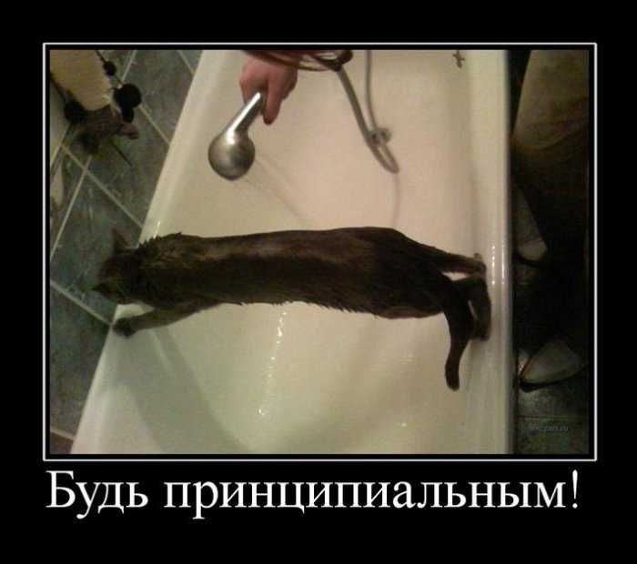 Демотиваторы приколы