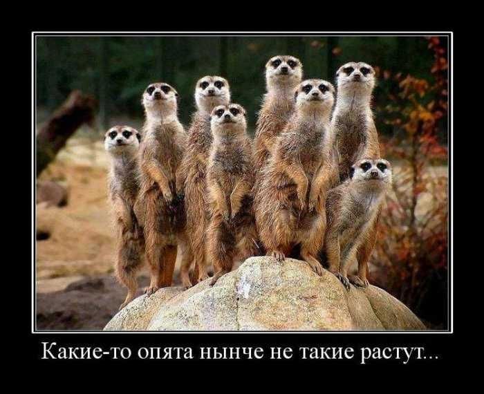 Демотиваторы приколы