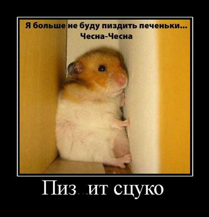 Демотиваторы приколы