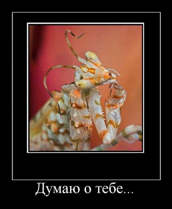 Демотиваторы приколы