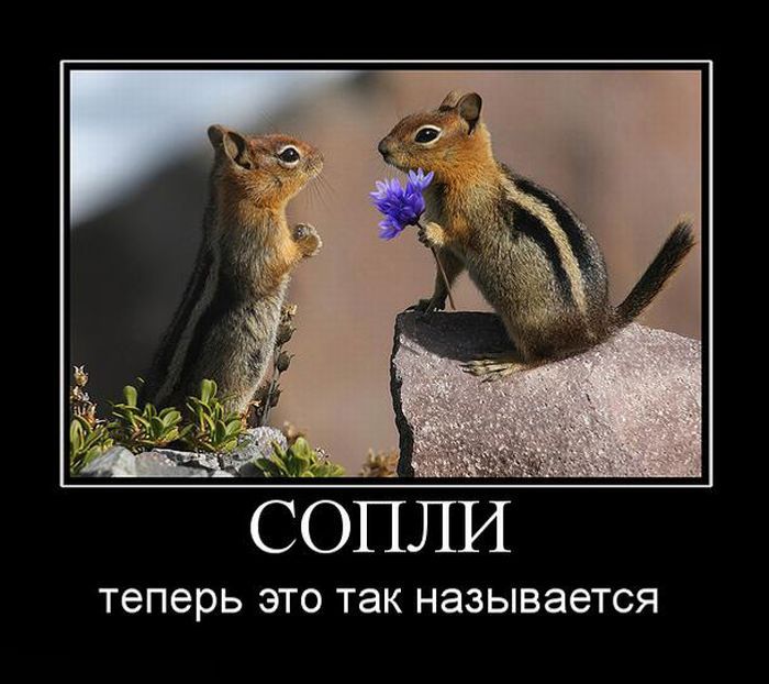Демотиваторы приколы