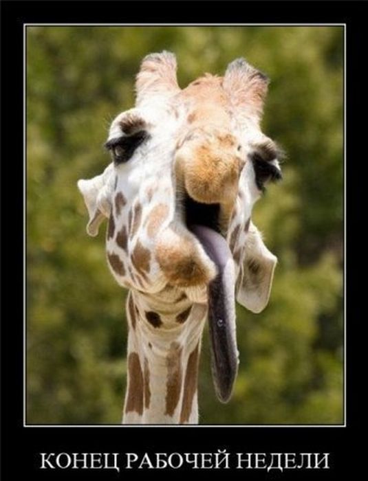 Демотиваторы приколы
