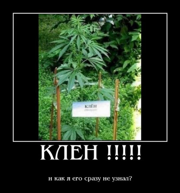 Демотиваторы приколы