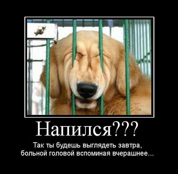 Демотиваторы приколы