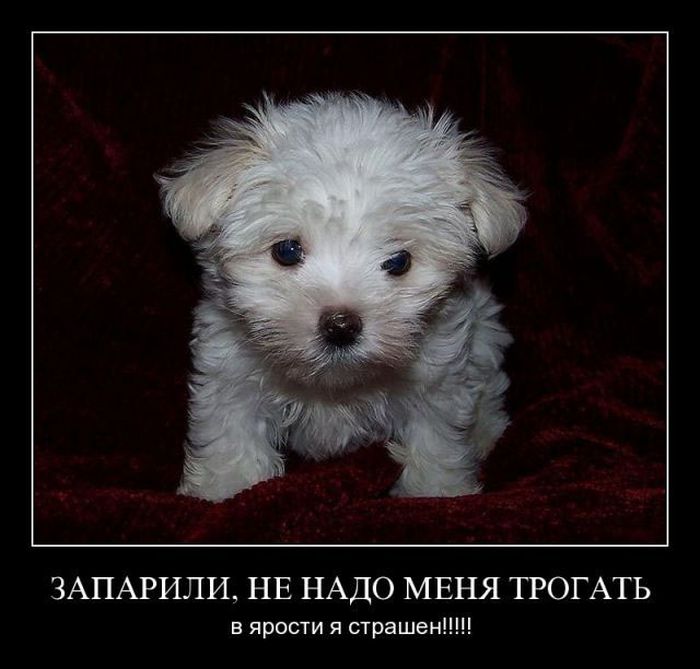 Демотиваторы приколы