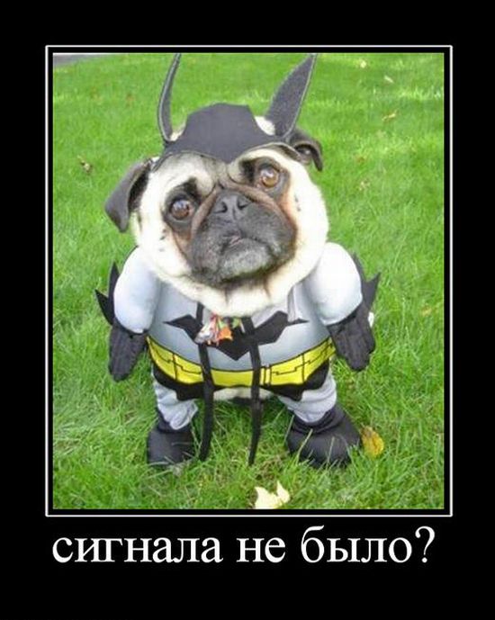 Демотиваторы приколы