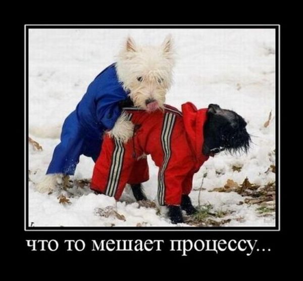 Демотиваторы приколы