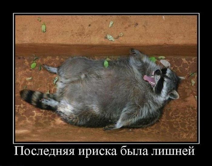 Демотиваторы приколы