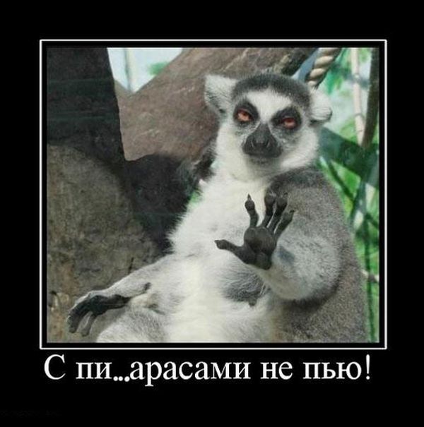 Демотиваторы приколы