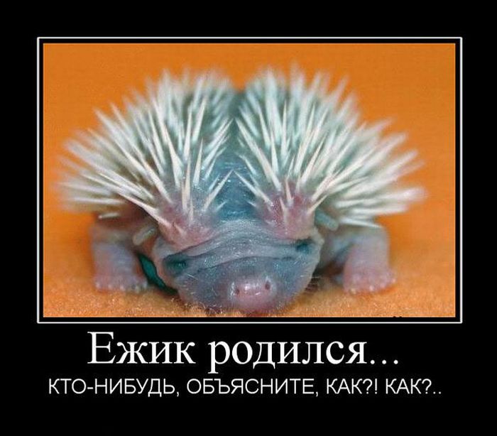 Демотиваторы приколы