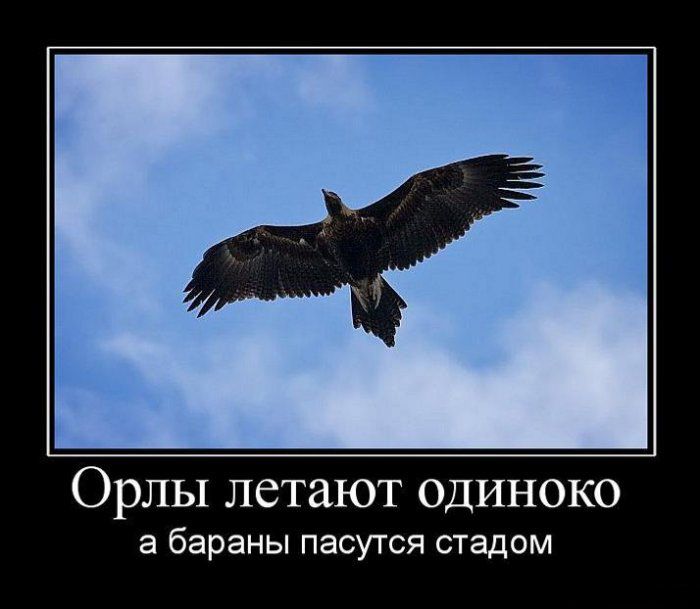 Демотиваторы приколы