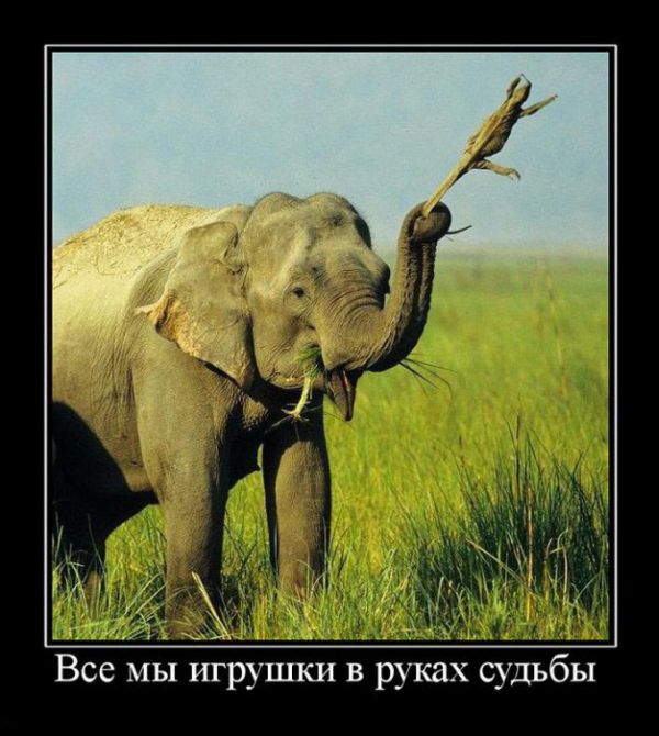 Демотиваторы приколы