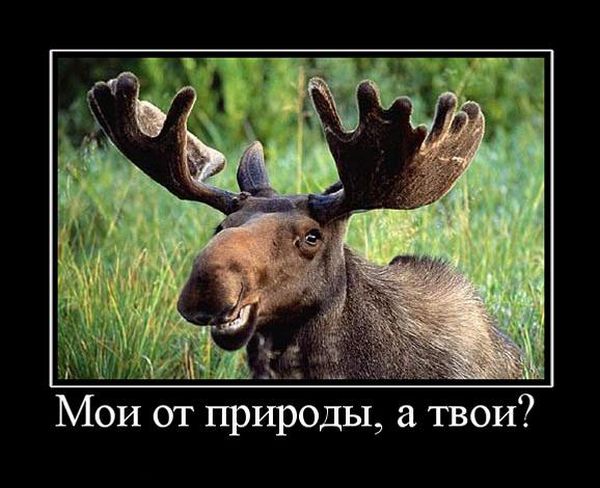 Демотиваторы приколы