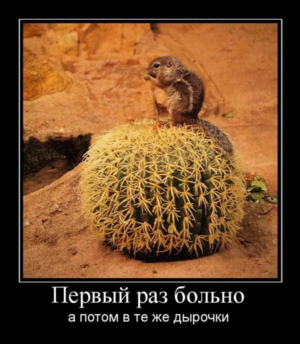 Демотиваторы приколы