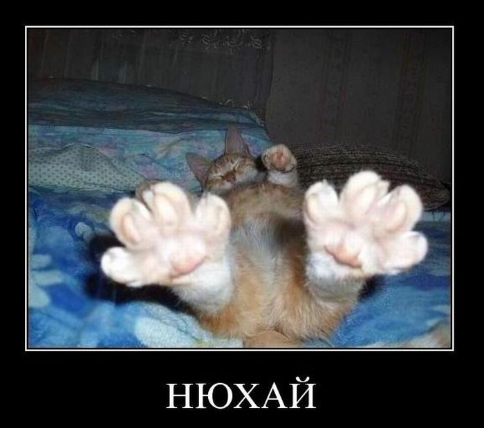 Демотиваторы приколы
