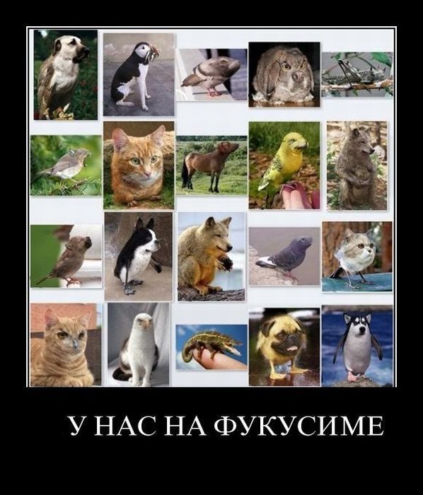 Демотиваторы приколы