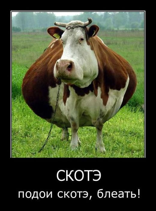 Демотиваторы приколы