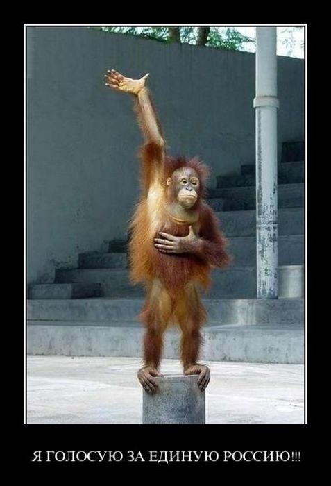 Демотиваторы приколы