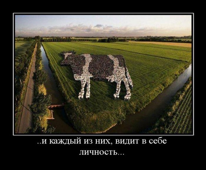 Демотиваторы приколы