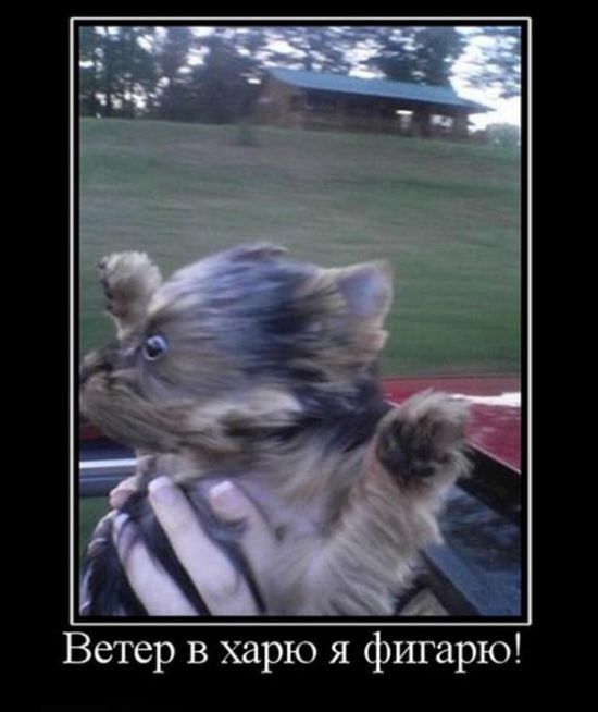 Демотиваторы приколы