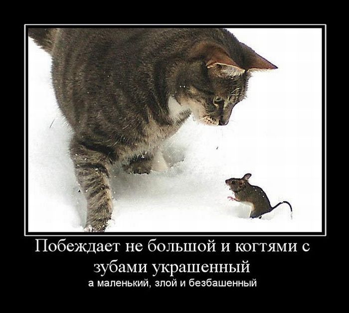 Демотиваторы приколы