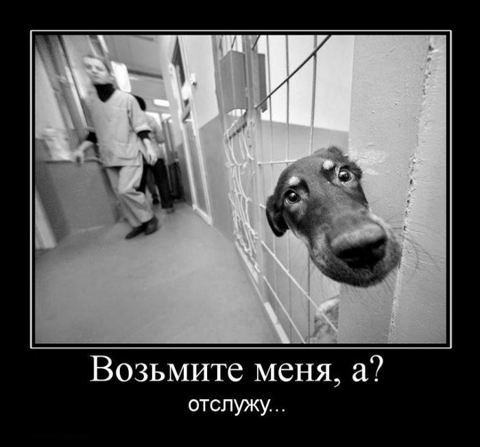 Демотиваторы приколы