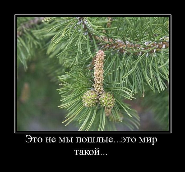 Демотиваторы приколы