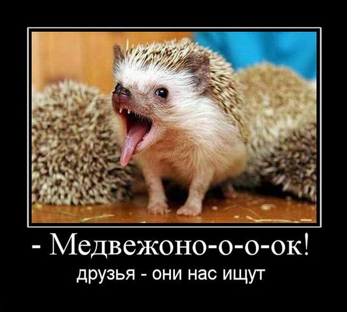 Демотиваторы приколы