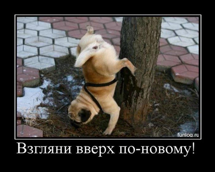 Демотиваторы приколы