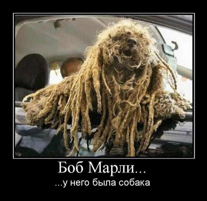 Демотиваторы приколы