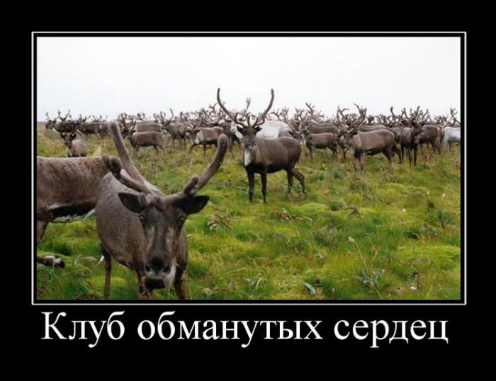 Демотиваторы приколы