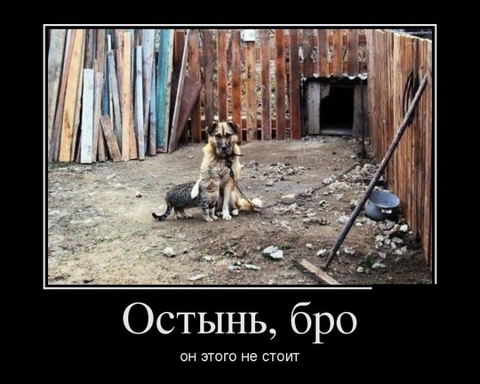 Демотиваторы приколы