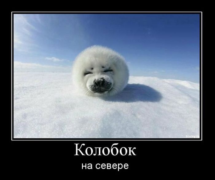 Демотиваторы приколы