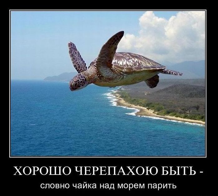 Демотиваторы приколы