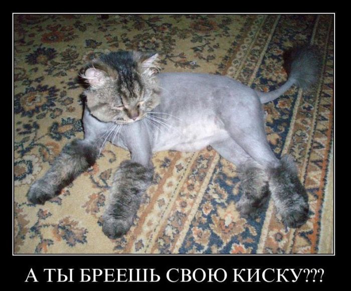 Демотиваторы приколы