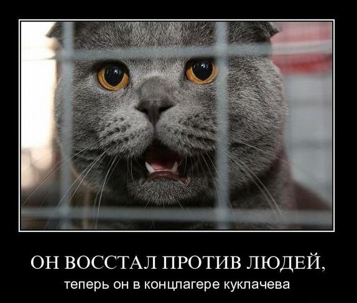 Демотиваторы приколы