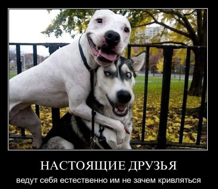 Демотиваторы приколы