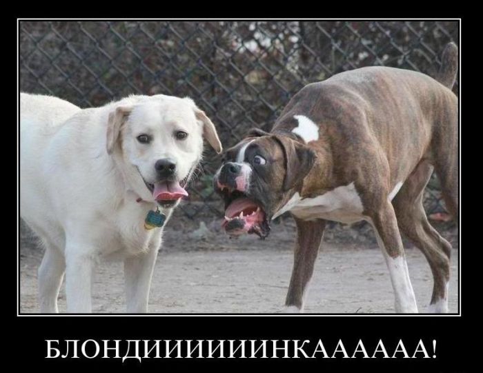 Демотиваторы приколы