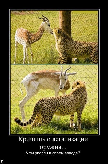 Демотиваторы приколы