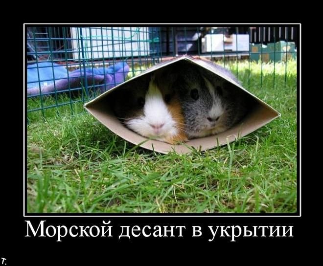 Демотиваторы приколы