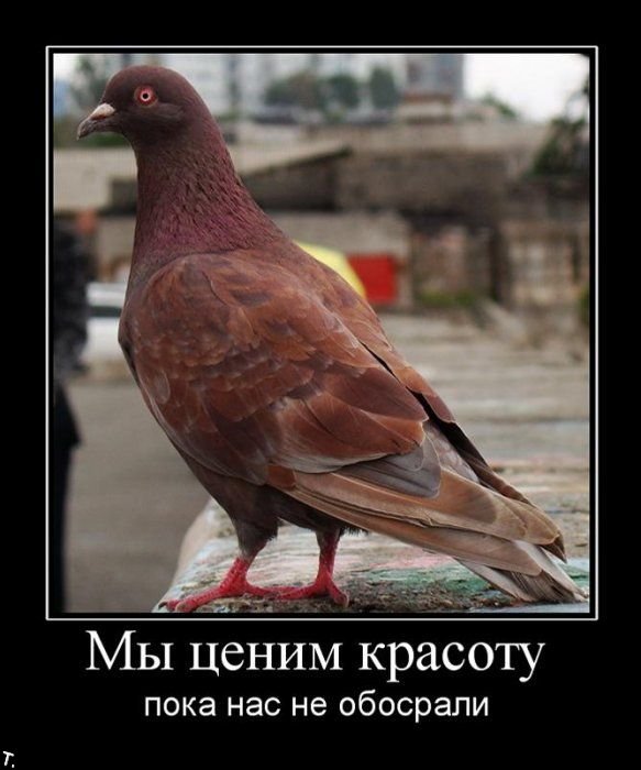 Демотиваторы приколы