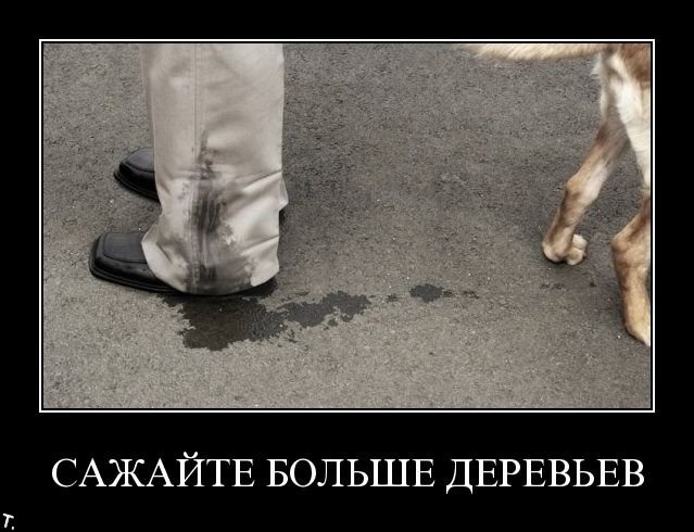 Демотиваторы приколы